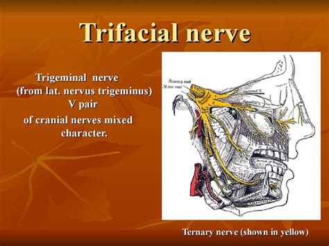 trifacial nerve